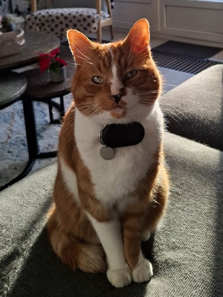 Kat Europese korthaar of huiskat