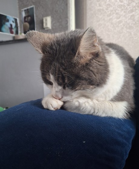 Kat Europese korthaar of huiskat