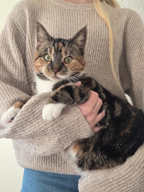 Kat Europese korthaar of huiskat