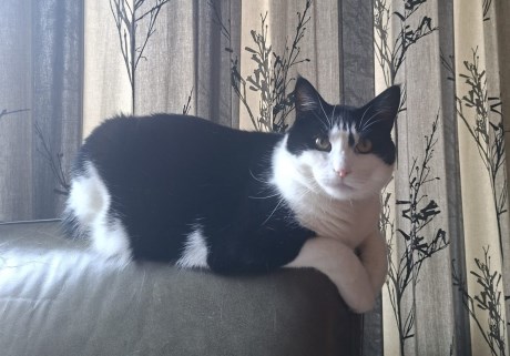 Kat Europese korthaar of huiskat