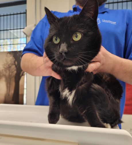 Kat Europese korthaar of huiskat