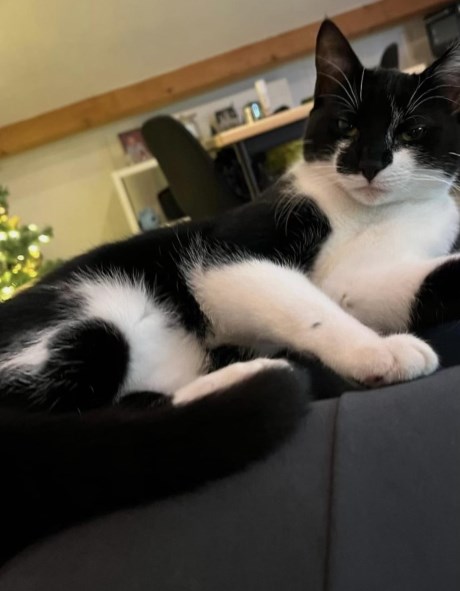 Kat Europese korthaar of huiskat