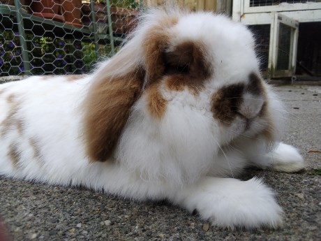 Knaagdier / Haasachtige Konijn