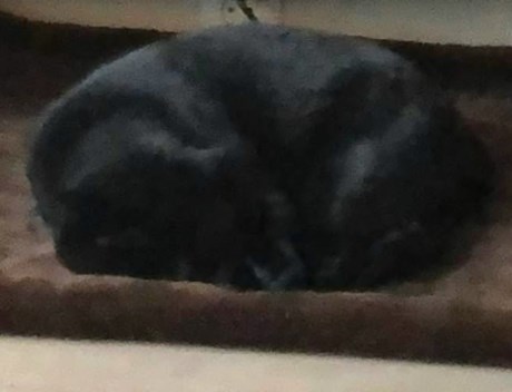 Kat Europese korthaar of huiskat