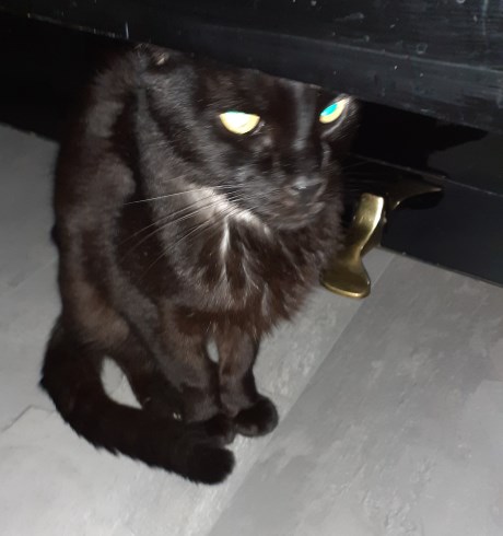 Kat Europese korthaar of huiskat