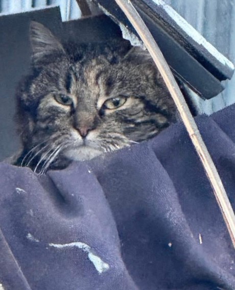 Kat Europese korthaar of huiskat