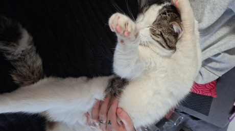 Kat Europese korthaar of huiskat