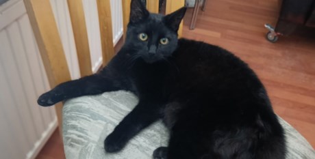 Kat Europese korthaar of huiskat