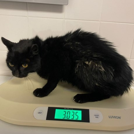 Kat Europese korthaar of huiskat