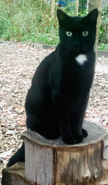 Kat Europese korthaar of huiskat