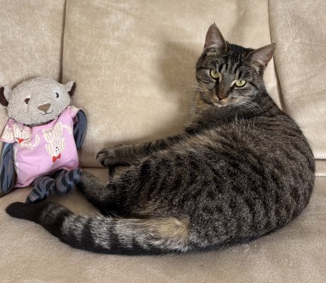 Kat Europese korthaar of huiskat