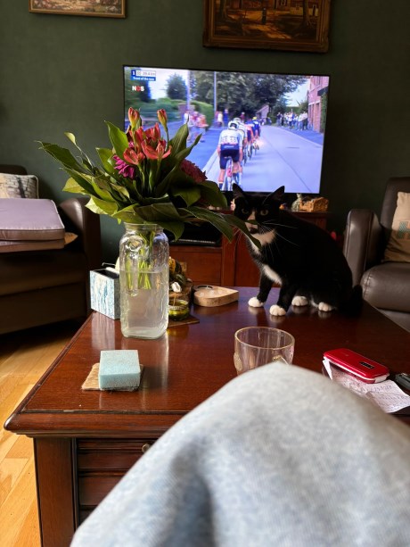 Kat Europese korthaar of huiskat