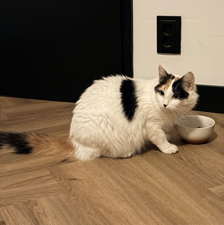 Kat Europese korthaar of huiskat