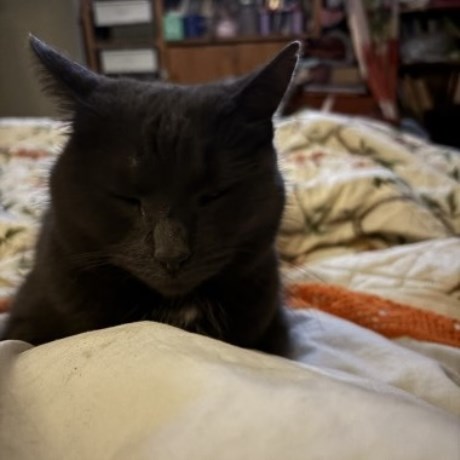 Kat Europese korthaar of huiskat