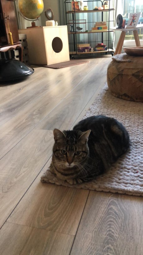 Kat Europese korthaar of huiskat