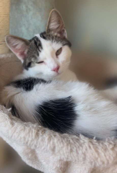 Kat Europese korthaar of huiskat