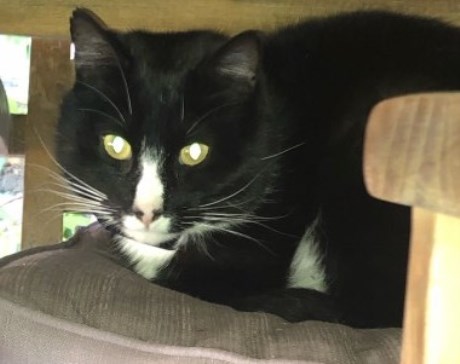 Kat Europese korthaar of huiskat