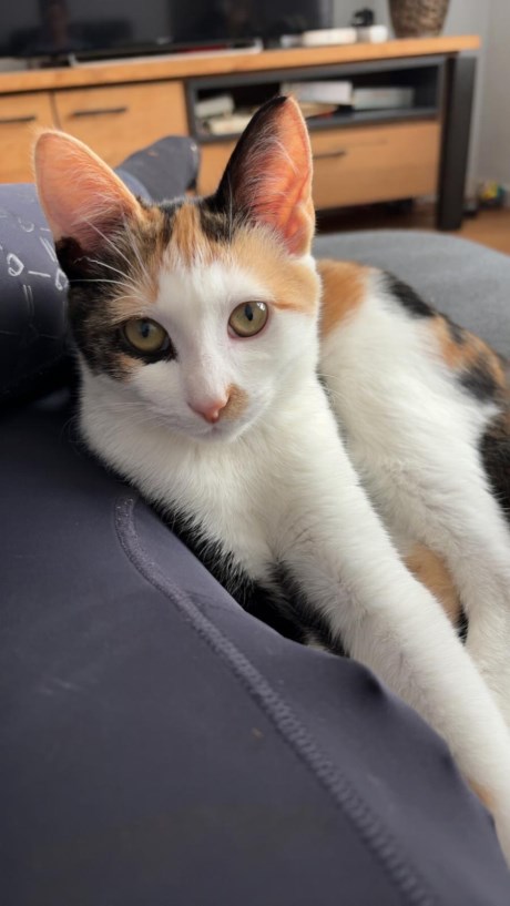 Kat Europese korthaar of huiskat