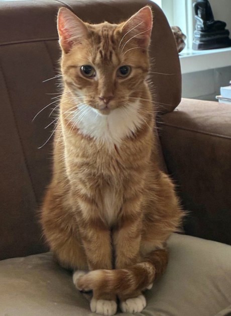 Kat Europese korthaar of huiskat