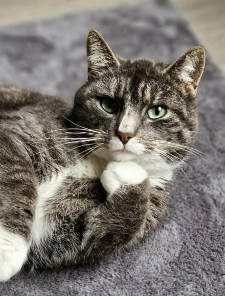 Kat Europese korthaar of huiskat