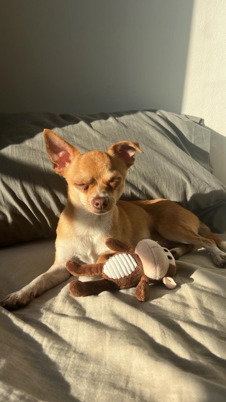 Hond Chihuahua