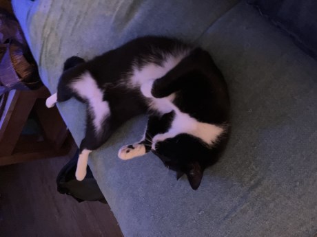 Kat Europese korthaar of huiskat