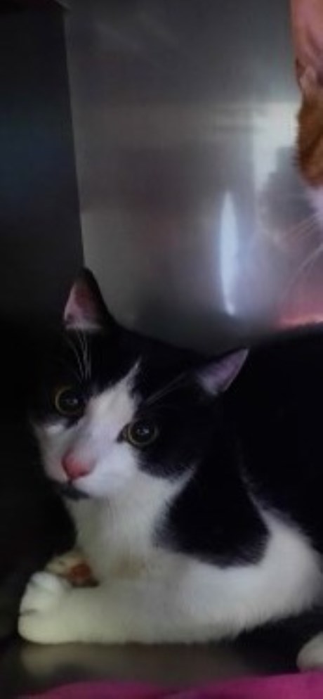 Kat Europese korthaar of huiskat