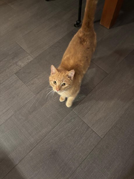 Kat Europese korthaar of huiskat