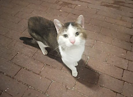 Kat Europese korthaar of huiskat