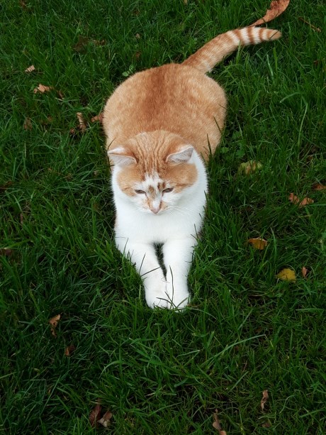 Kat Europese korthaar of huiskat