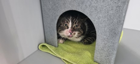 Kat Europese korthaar of huiskat