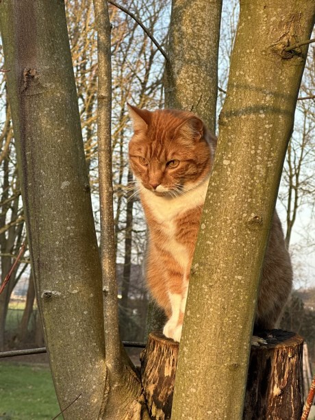 Kat Europese korthaar of huiskat