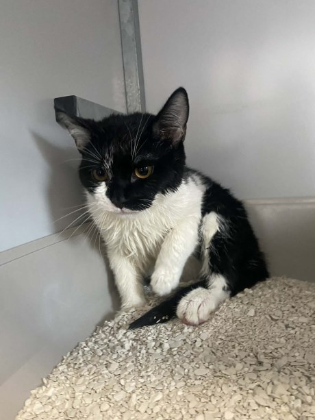 Kat Europese korthaar of huiskat