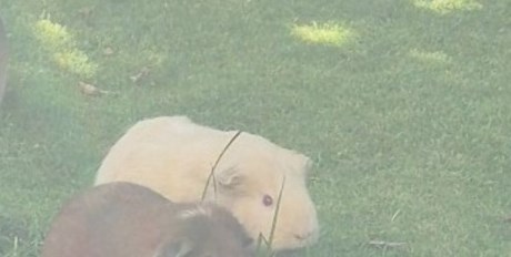 Knaagdier / Haasachtige Cavia