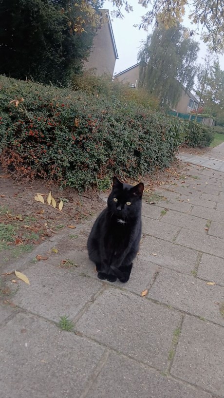 Kat Europese korthaar of huiskat