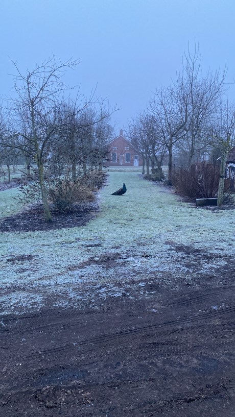 Vogel Overige rassen