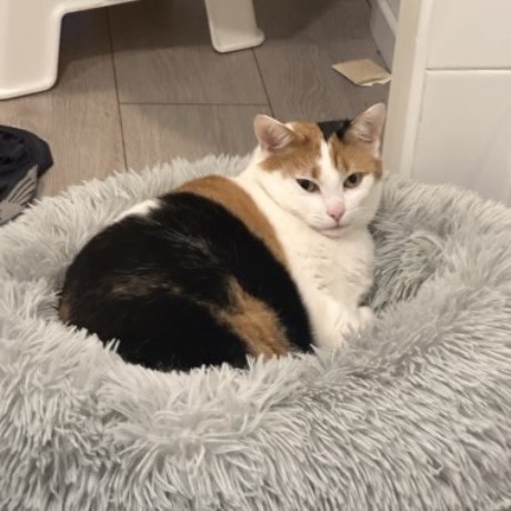 Kat Europese korthaar of huiskat