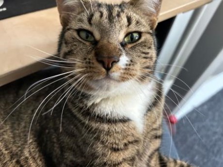 Kat Europese korthaar of huiskat