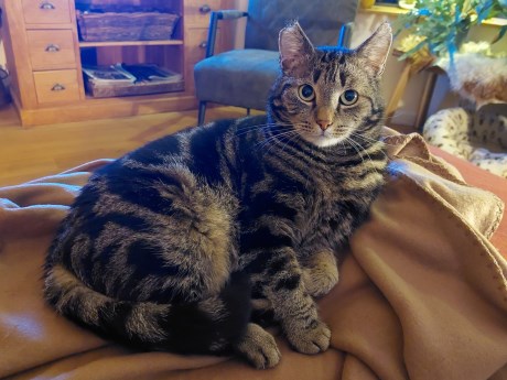 Kat Europese korthaar of huiskat