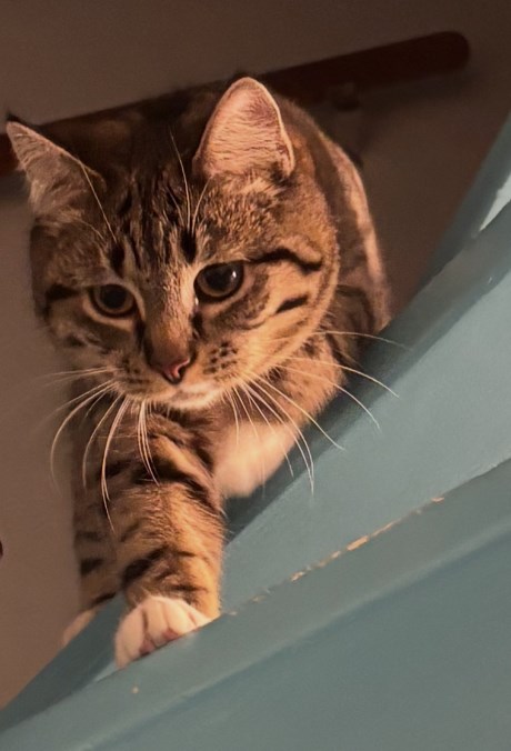 Kat Europese korthaar of huiskat