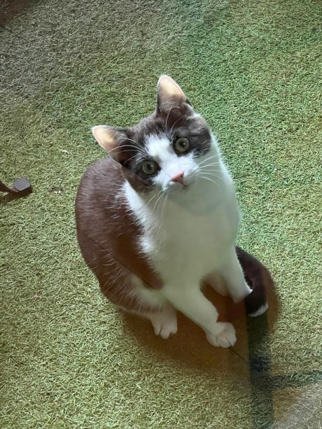 Kat Europese korthaar of huiskat