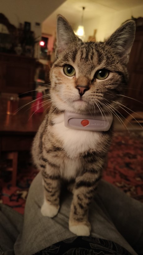 Kat Europese korthaar of huiskat