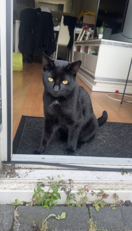 Kat Europese korthaar of huiskat