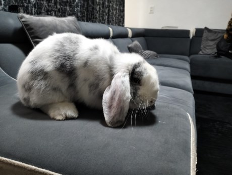 Knaagdier / Haasachtige Konijn