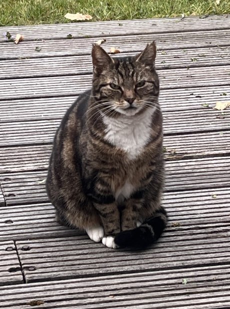 Kat Europese korthaar of huiskat