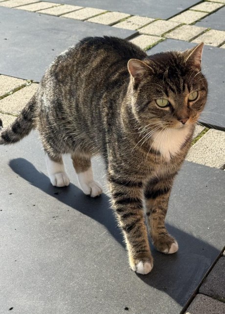 Kat Europese korthaar of huiskat