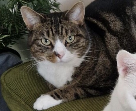 Kat Europese korthaar of huiskat