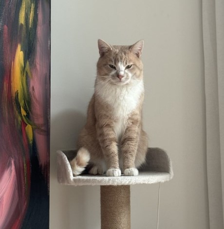 Kat Europese korthaar of huiskat