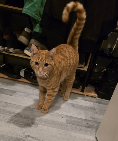 Kat Europese korthaar of huiskat