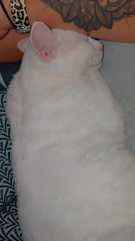 Kat Europese korthaar of huiskat